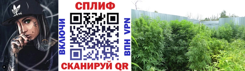 Канабис планчик Анива